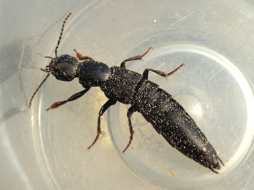 Staphylinidae: Tasgius winkleri
